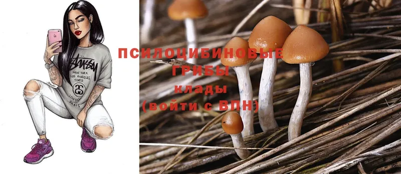 MEGA tor  Дивногорск  Галлюциногенные грибы Cubensis 